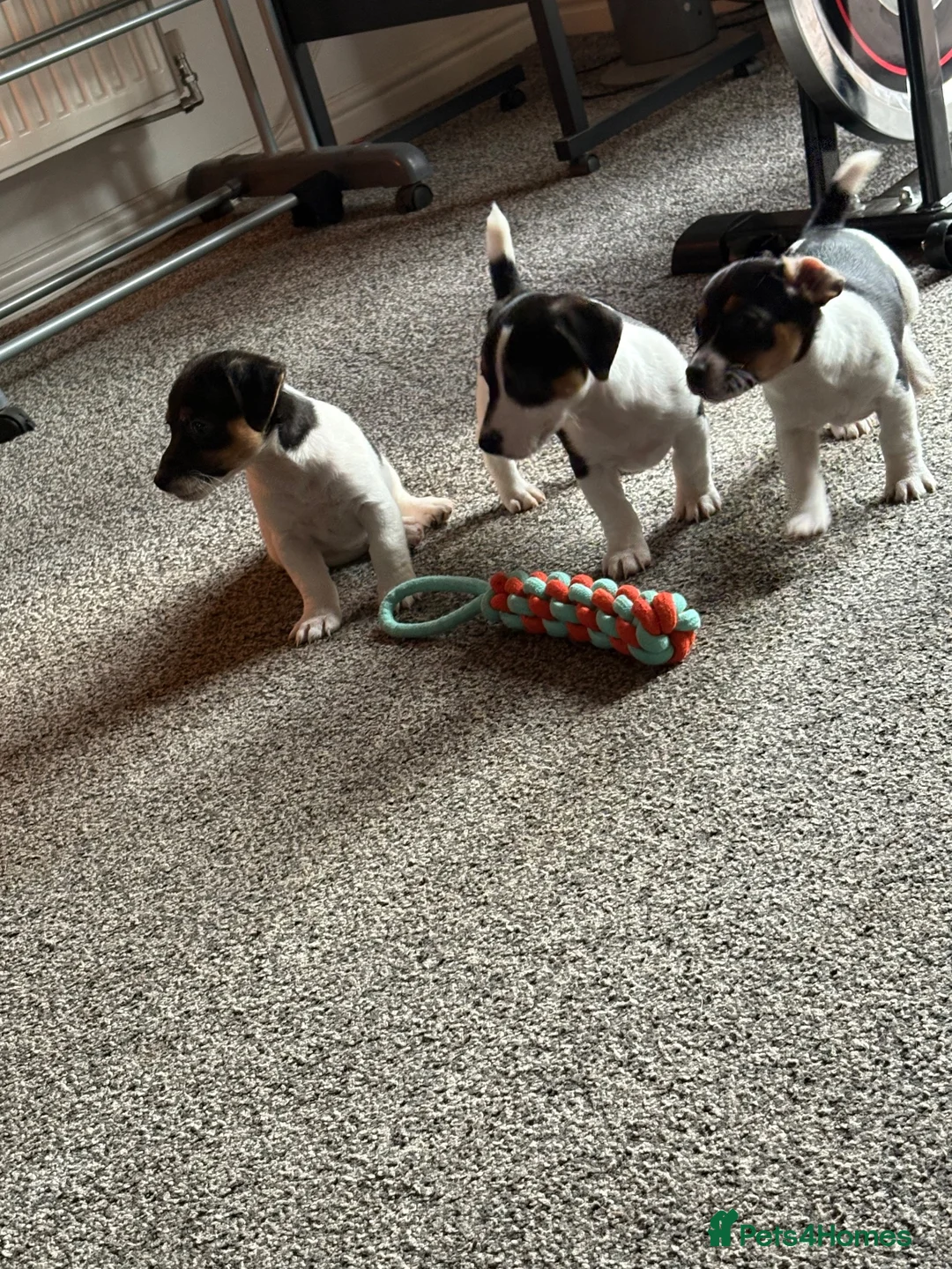 Jack Russell dogs for sale: Miniature Jack Russell  - Advert 2