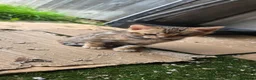Bengal cats for sale: PURE BRED BENGAL KITTENS - Advert 6