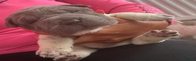 Shar Pei 5