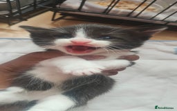 Mixed Breed cats for sale: Ragdoll mixed kittens - Image 8