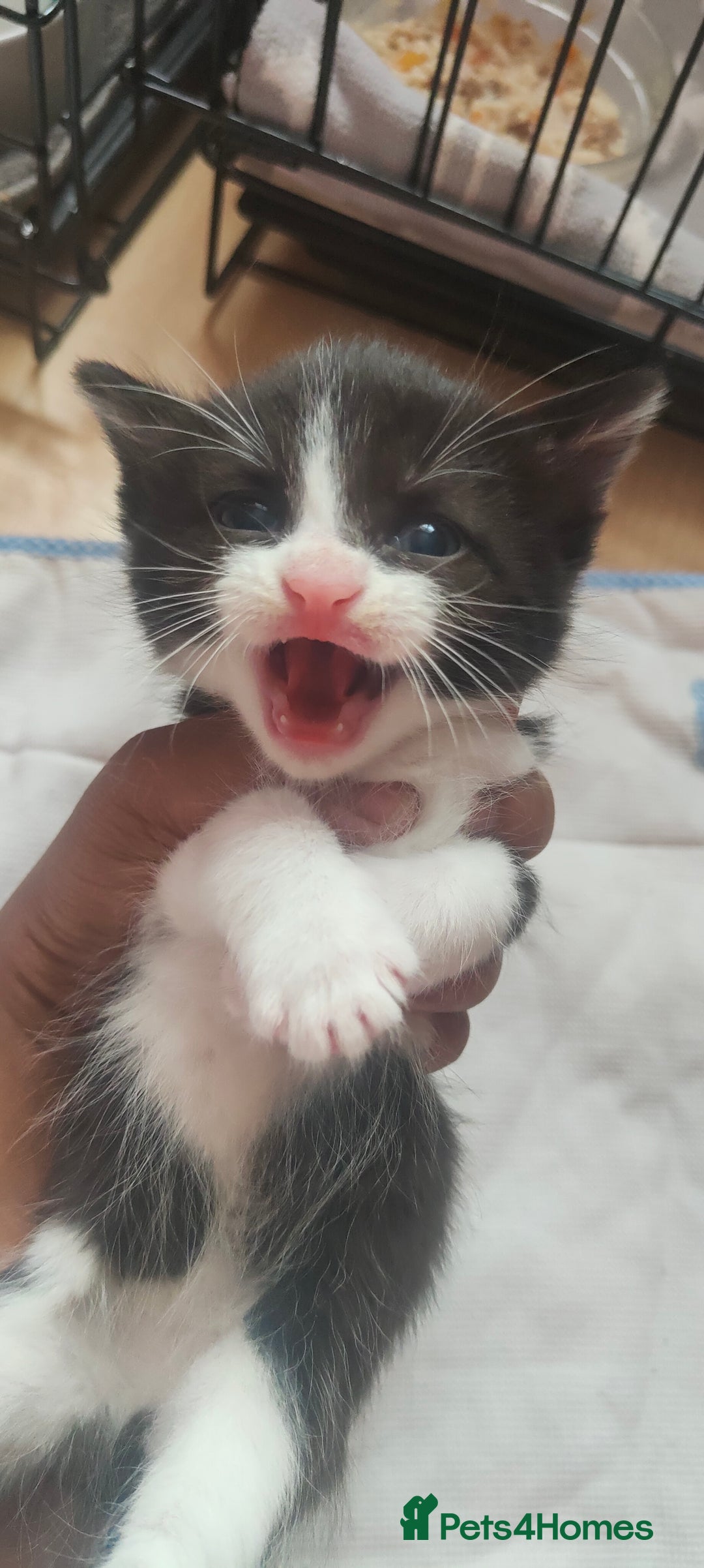 Mixed Breed cats for sale: Ragdoll mixed kittens - Image 8