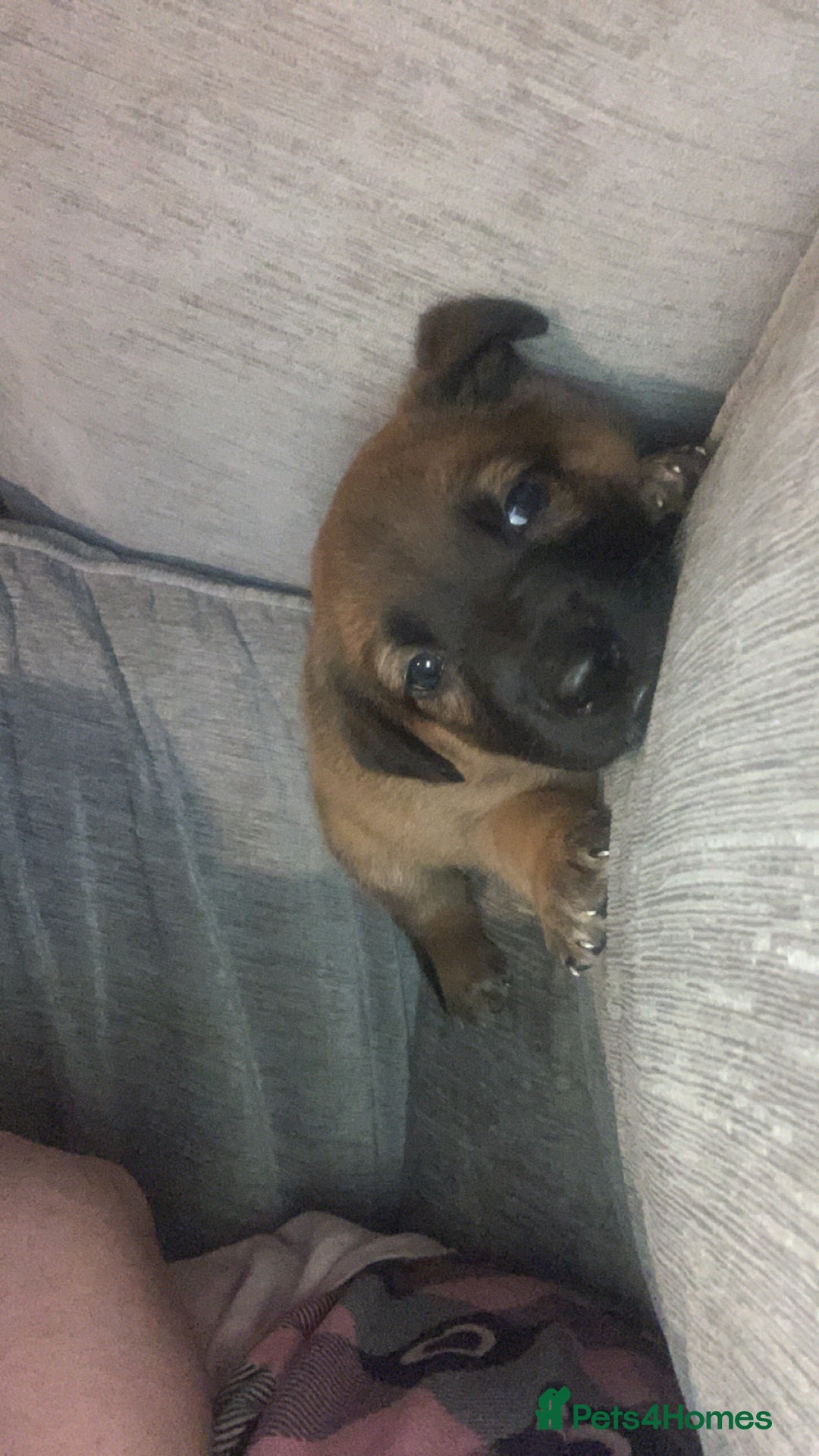 Mixed Breed dogs for sale: 2 beautiful babies left - Image 7