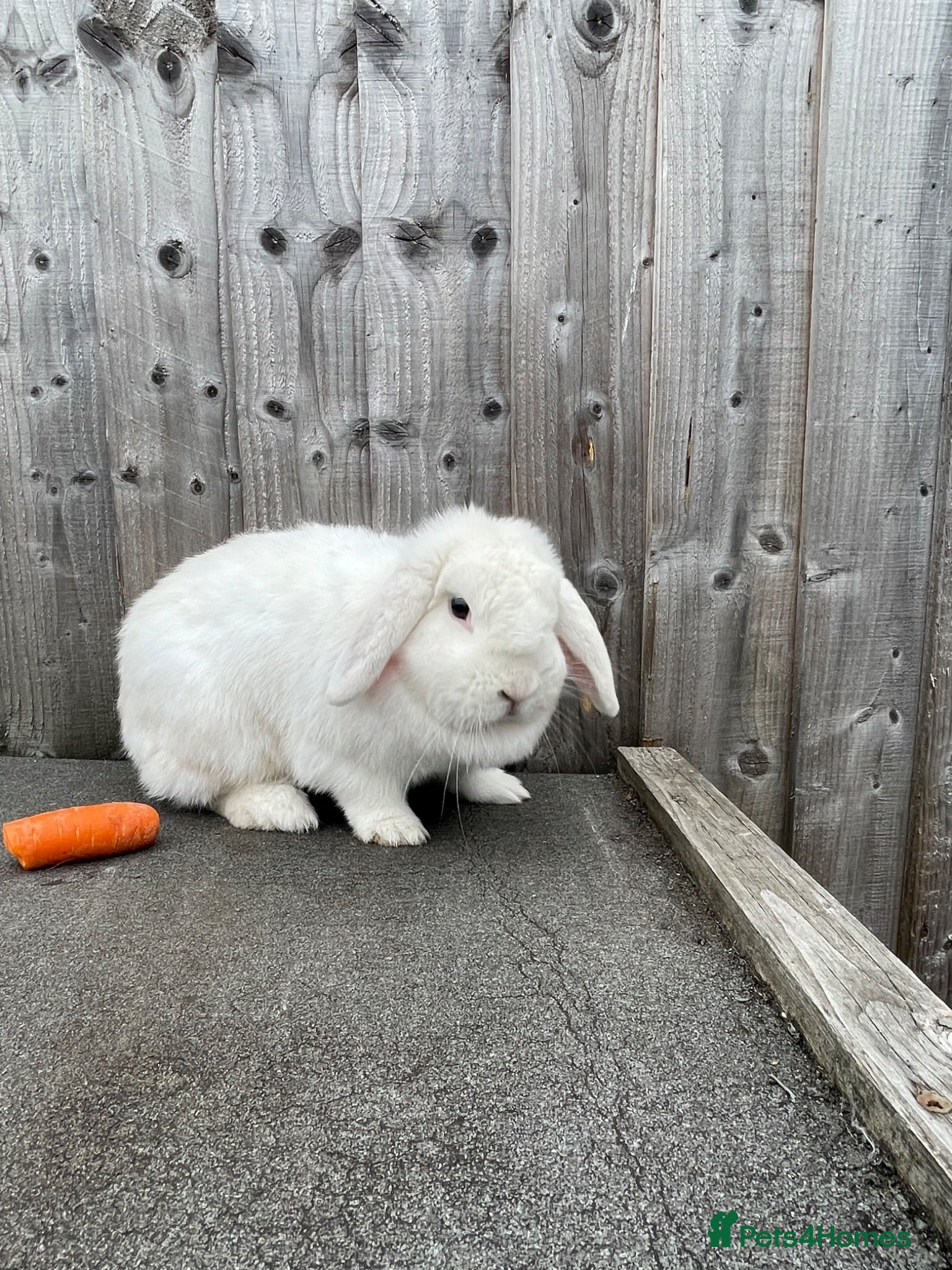Mini Lop rabbits Mini lop doe looking for new home - Advert 1