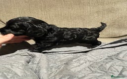 Cockapoo dogs for sale: F1 Cockerpoo pups. KC parents & health tests - Image 13