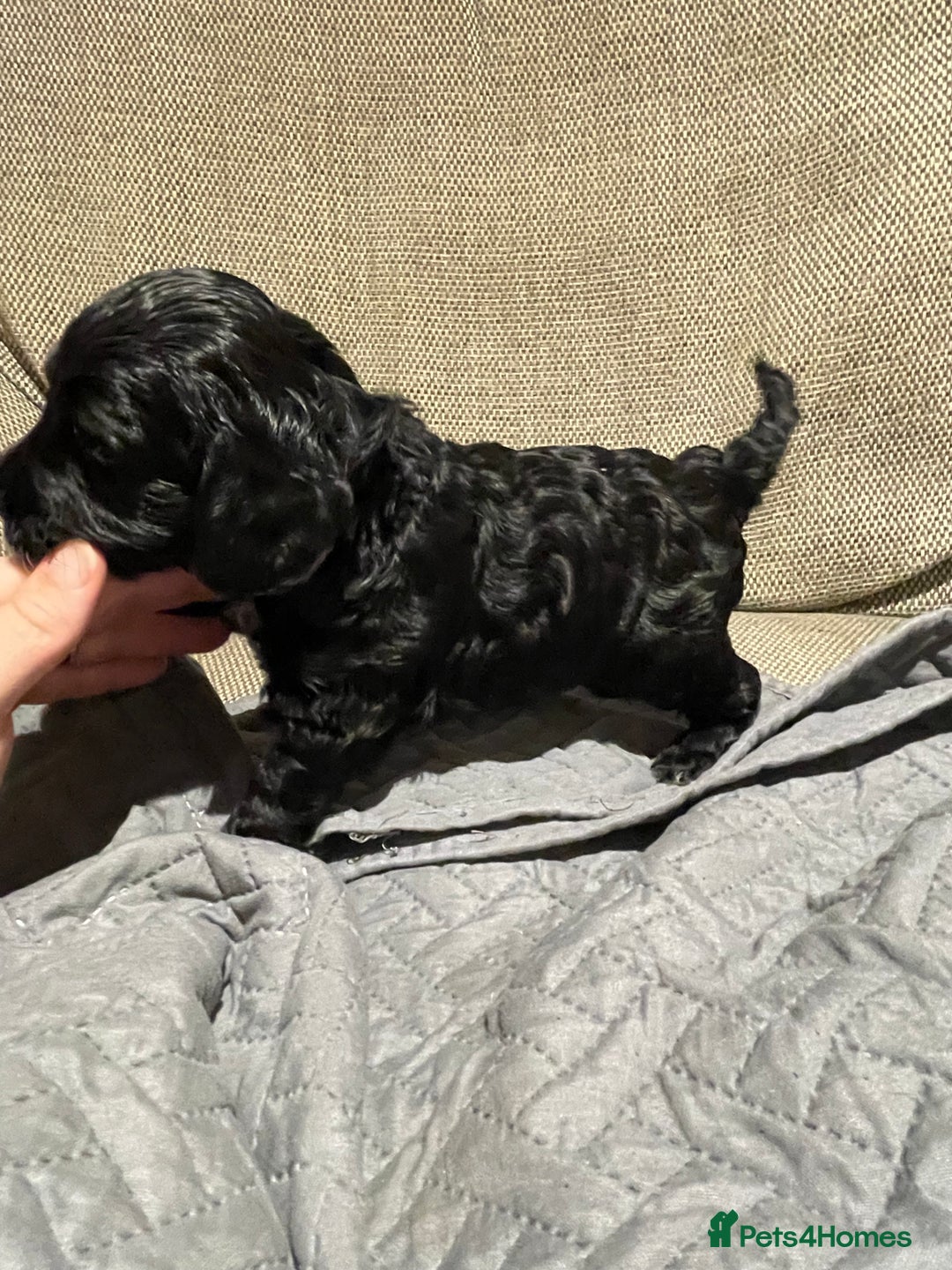 Cockapoo dogs for sale: F1 Cockerpoo pups. KC parents & health tests - Image 13