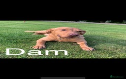 Labrador Retriever dogs for sale: Yellow/red Labrador puppies  - Image 19