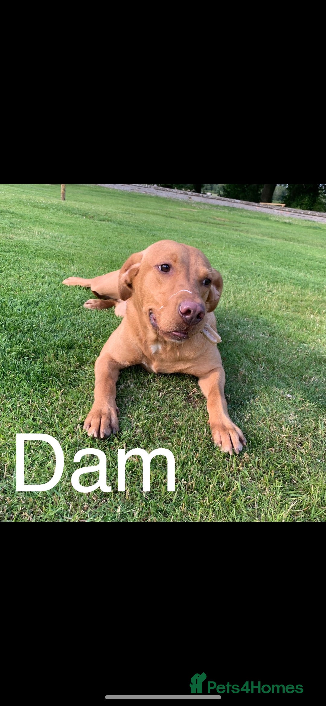 Labrador Retriever dogs for sale: Yellow/red Labrador puppies  - Image 19