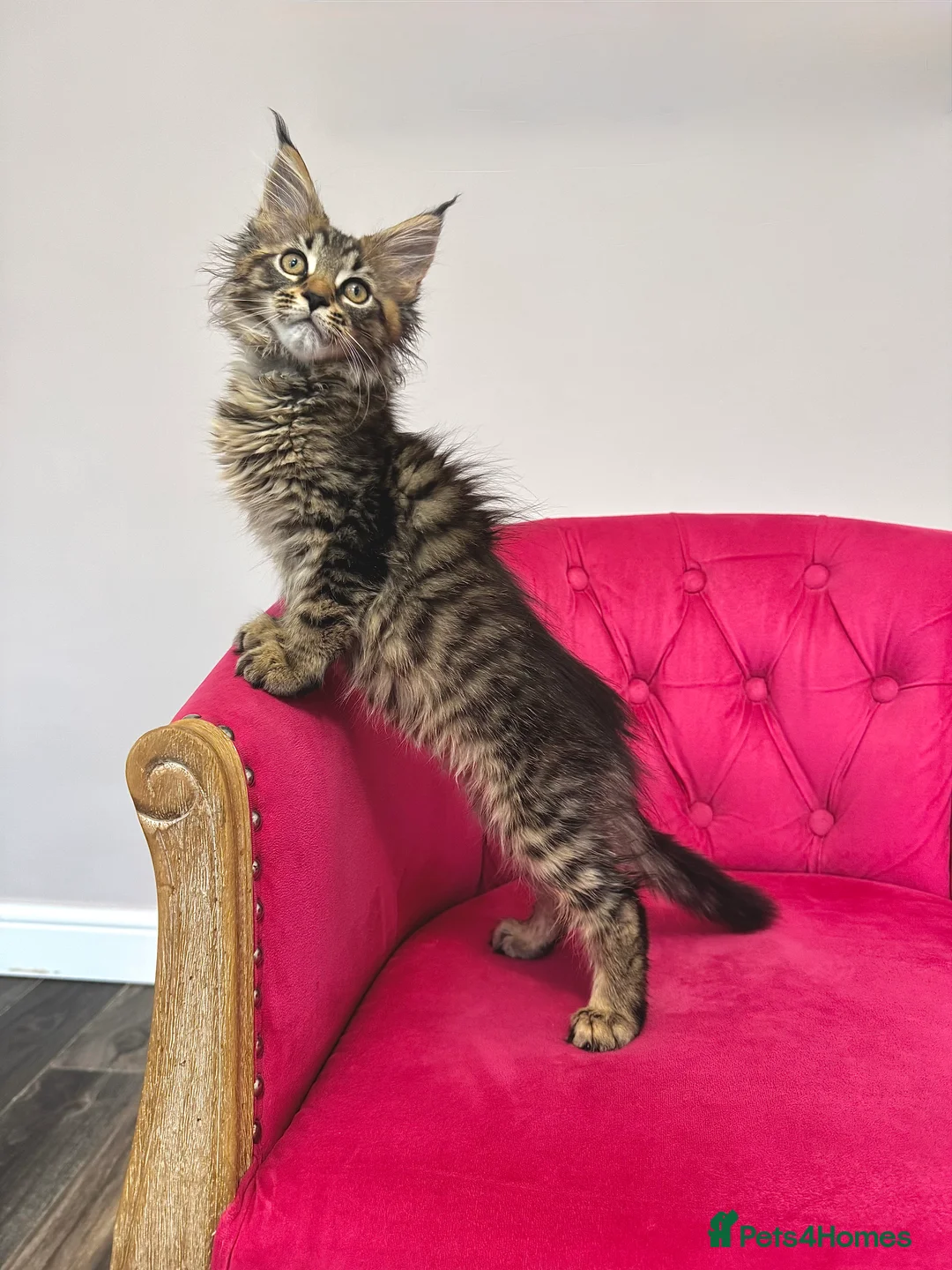 Maine Coon cats for sale: MaineCoon Kittens 🏆20+Gen🧬 Outstadning Pedigree - Advert 24