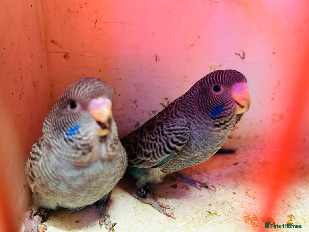 Budgerigars birds for sale: Black face, Black wing, splits, hogoromo budgies  - Advert 7