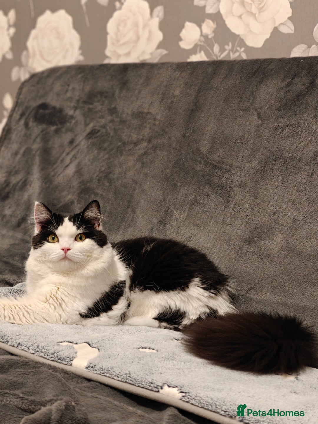 British Longhair cats for sale: British Longhair Cross Kittens  - Advert 15