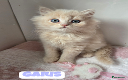 British Shorthair cats for sale: British Longhair Babies 🐾 - Image 5