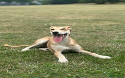 Lurcher dogs for sale: 12 month old Lurcher Bitch  - Advert 3