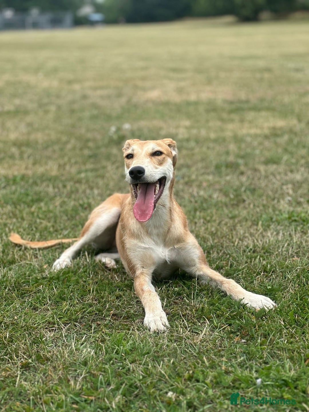 Lurcher dogs for sale: 12 month old Lurcher Bitch  - Advert 3