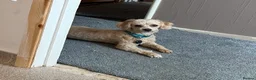 Maltipoo dogs for sale: Rehome 2yr old maltipoo boy - Advert 3
