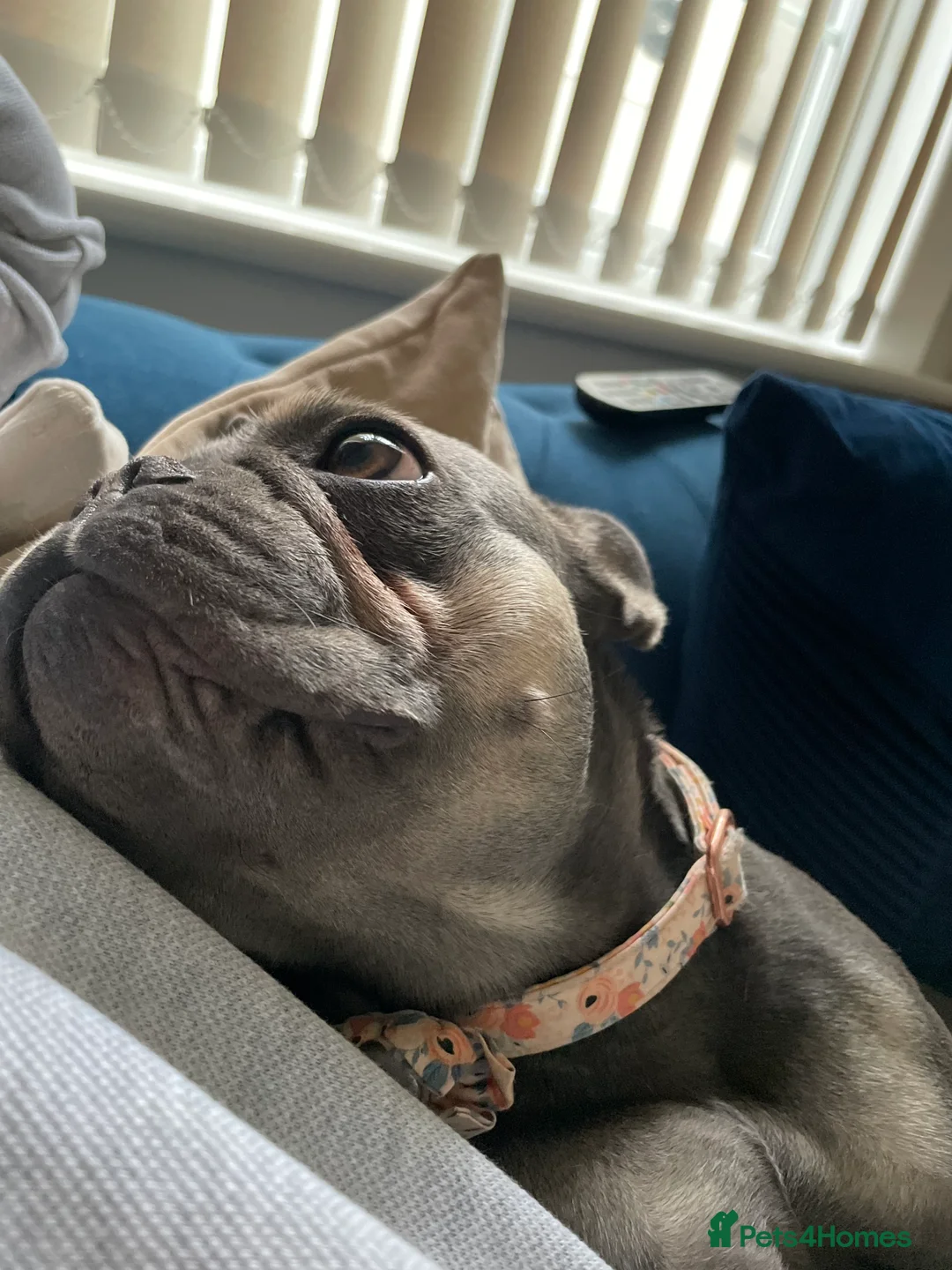 French Bulldog dogs for sale: Gertie the Frenchie - KC Registered  in Stowmarket - Advert 2