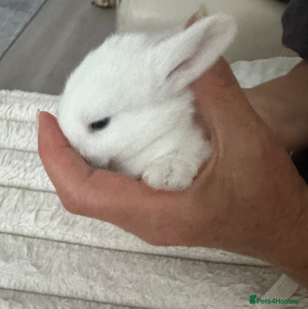 Mini Lop rabbits for sale: Adorable Baby Bunnies🥰- Mini Lops Mixed  - Image 7