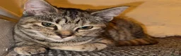 Domestic Shorthair cats for sale: 2 kitten - Advert 8