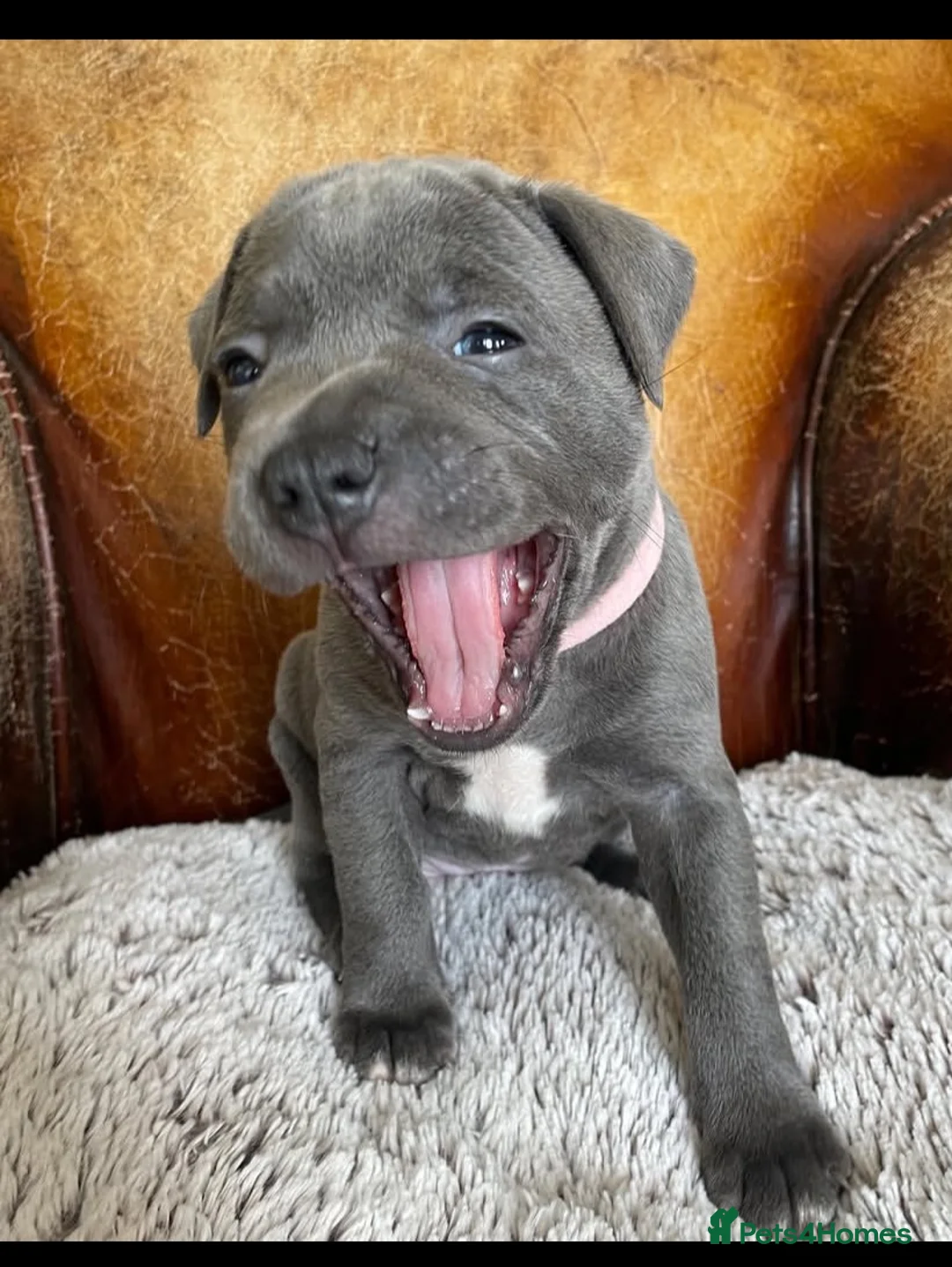 Staffordshire Bull Terrier dogs for sale: Amazing Playful Staffordshire Bull Terrier Pups  in Reading - Advert 2