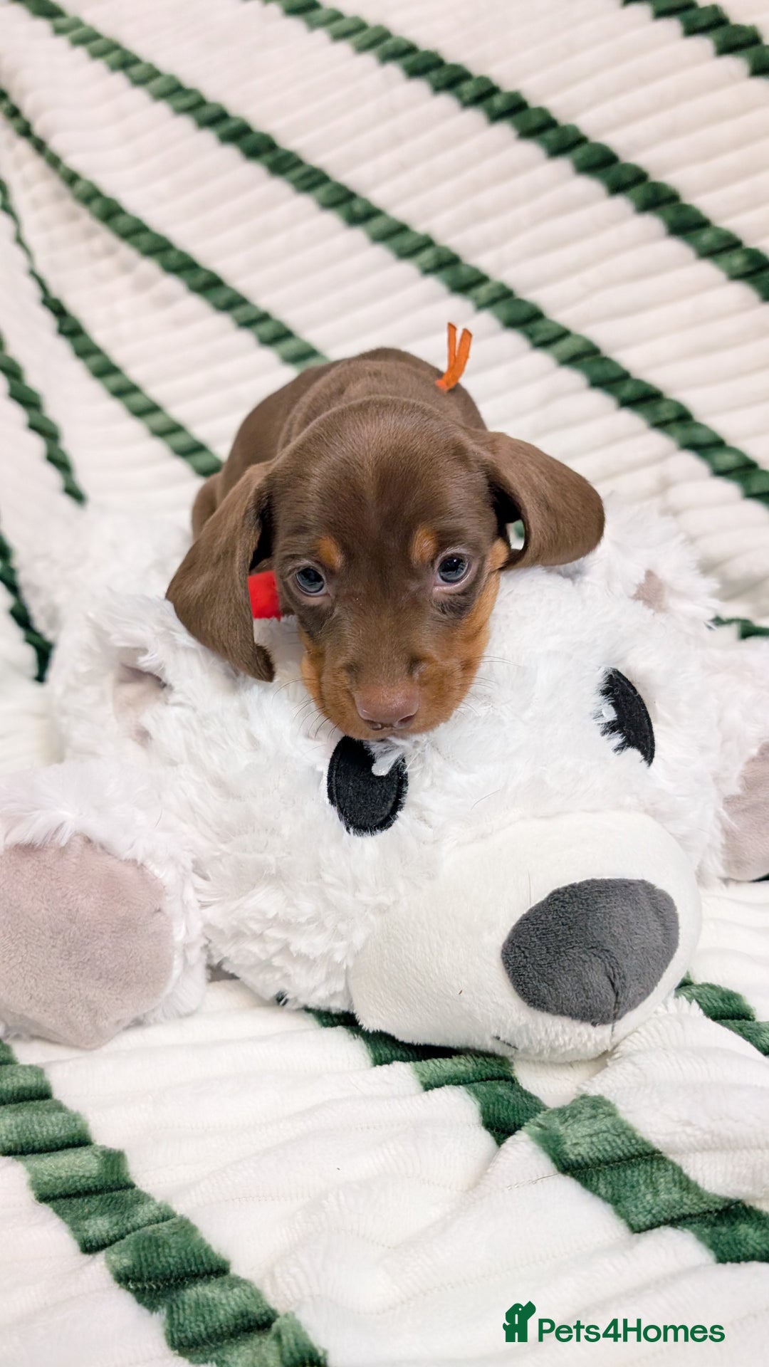 Miniature Dachshund dogs for sale: KC Reg miniature smooth hair daschund boy pups - Advert 3