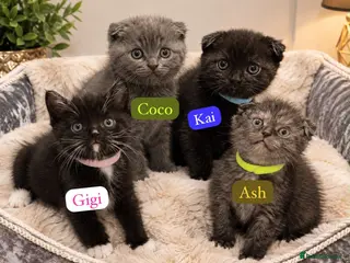 Mixed Breed cats TODAYS OFFER £200‼️ - Advert 4