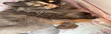Red Bi British Shorthair Kitten 1