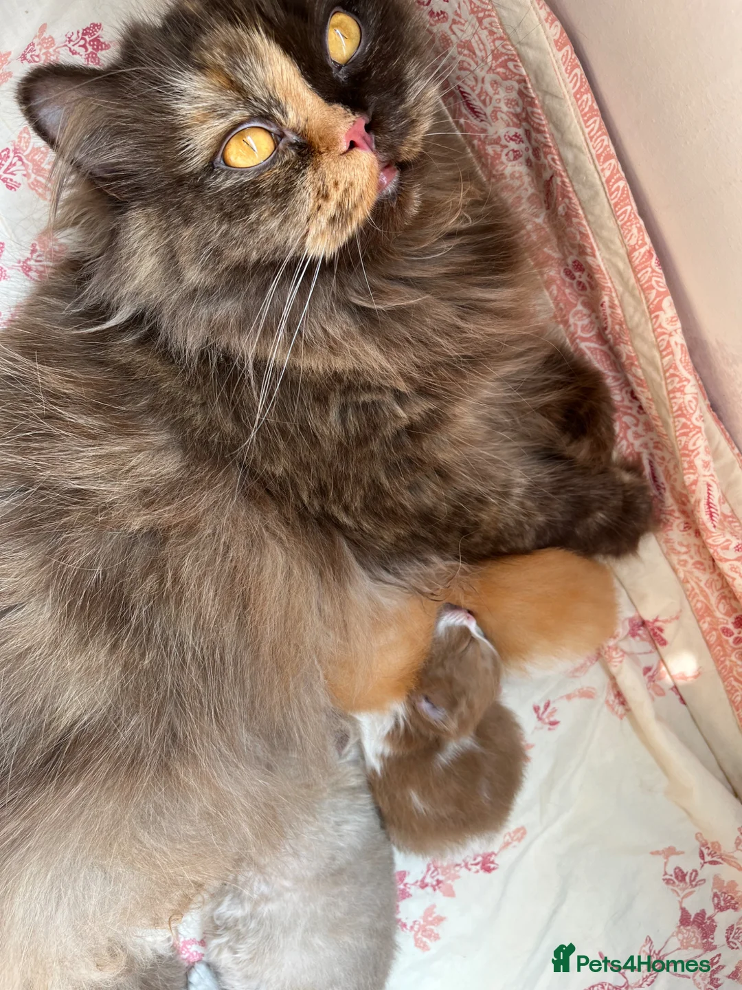 British Shorthair cats for sale: ✨ Stunning TICA Reg British shorthair Kittens - Advert 2