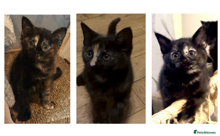 Ragdoll cats - Advert 15