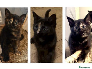 Ragdoll cats - Advert 27