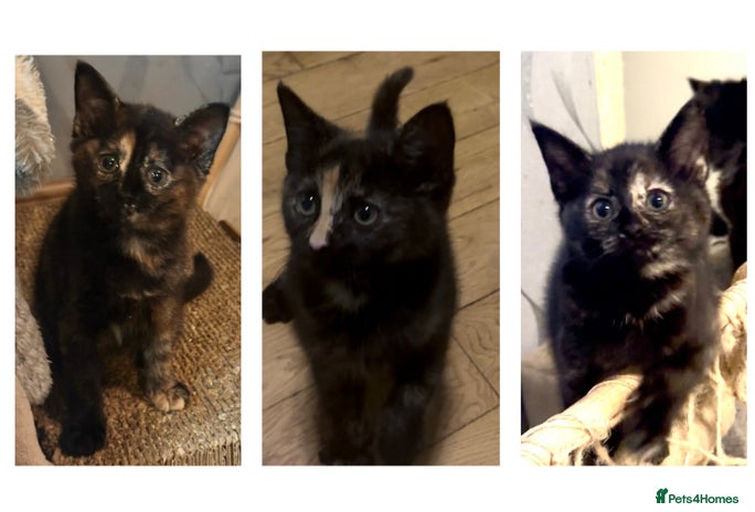 Ragdoll cats - Advert 15