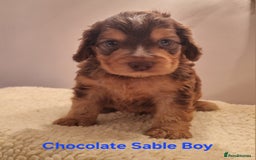 Cocker Spaniel dogs for sale: Gorgeous Chocolate & Sable Show Cocker Pups Ready - Image 9