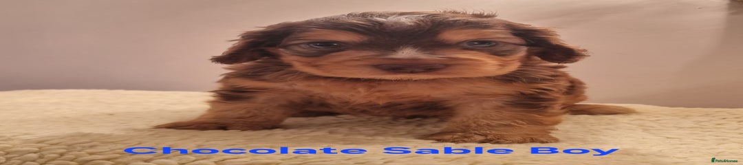 Chocolate Sable Boy