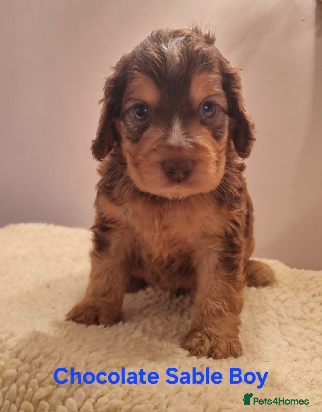 Cocker Spaniel dogs for sale: Gorgeous Chocolate & Sable Show Cocker Pups Ready - Image 9