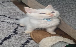 Ragdoll cats for sale: Beautiful Ragdoll Kitten  - Image 2