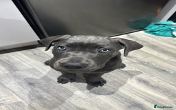 Cane Corso dogs for sale: Lovely Cane Corso - Image 3