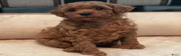 Toy Poodle dogs for sale: ALL energy poodle toy - Advert 3