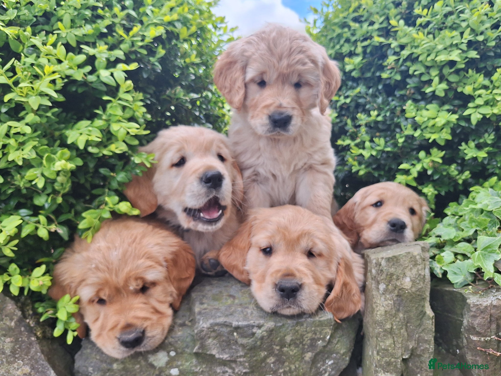 Golden Retriever dogs for sale: Beautiful litter of Golden Retriever puppies 🐶  - Advert 1