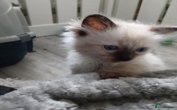 Ragdoll cats for sale: GCCF registered seal and chocolate ragdoll kittens - Image 23