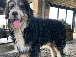 Bernedoodle dogs Standard Bernedoodle F1b - Advert 9