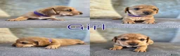 Mixed Breed dogs for sale: 7 Stunning Dorkie Puppies - Advert 22