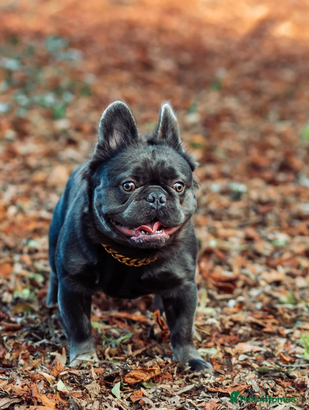 French Bulldog dogs for stud: 🔥🔥 PROVEN L1 & L4 BLUE VISUAL FLUFFY STUD 🔥🔥 in Feltham - Advert 17