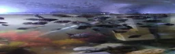 Cichlids fish for sale: Cichlids in Sheffield - Advert 6