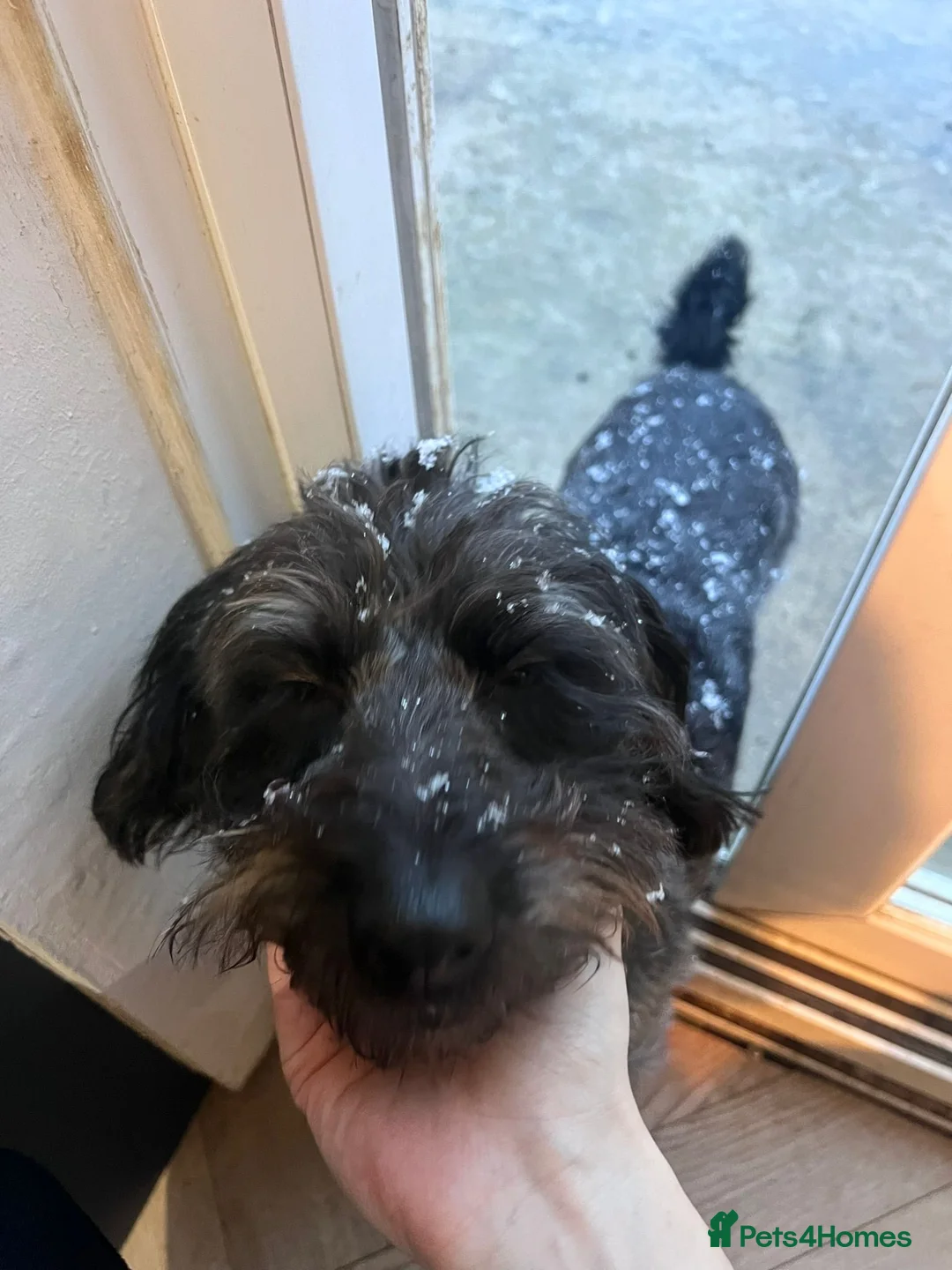 Mixed Breed dogs for sale: Calvin, 5 year old sweet boy looking for new home - Advert 9