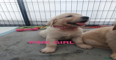 Golden Retriever dogs - Advert 7