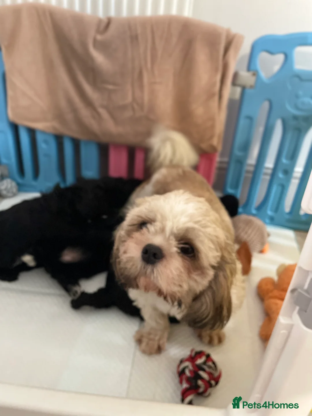 Shihpoo dogs for sale: Shihpoo pups DNA health tested dad - Advert 26