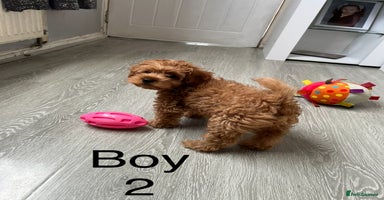 Cavapoo dogs - Advert 5
