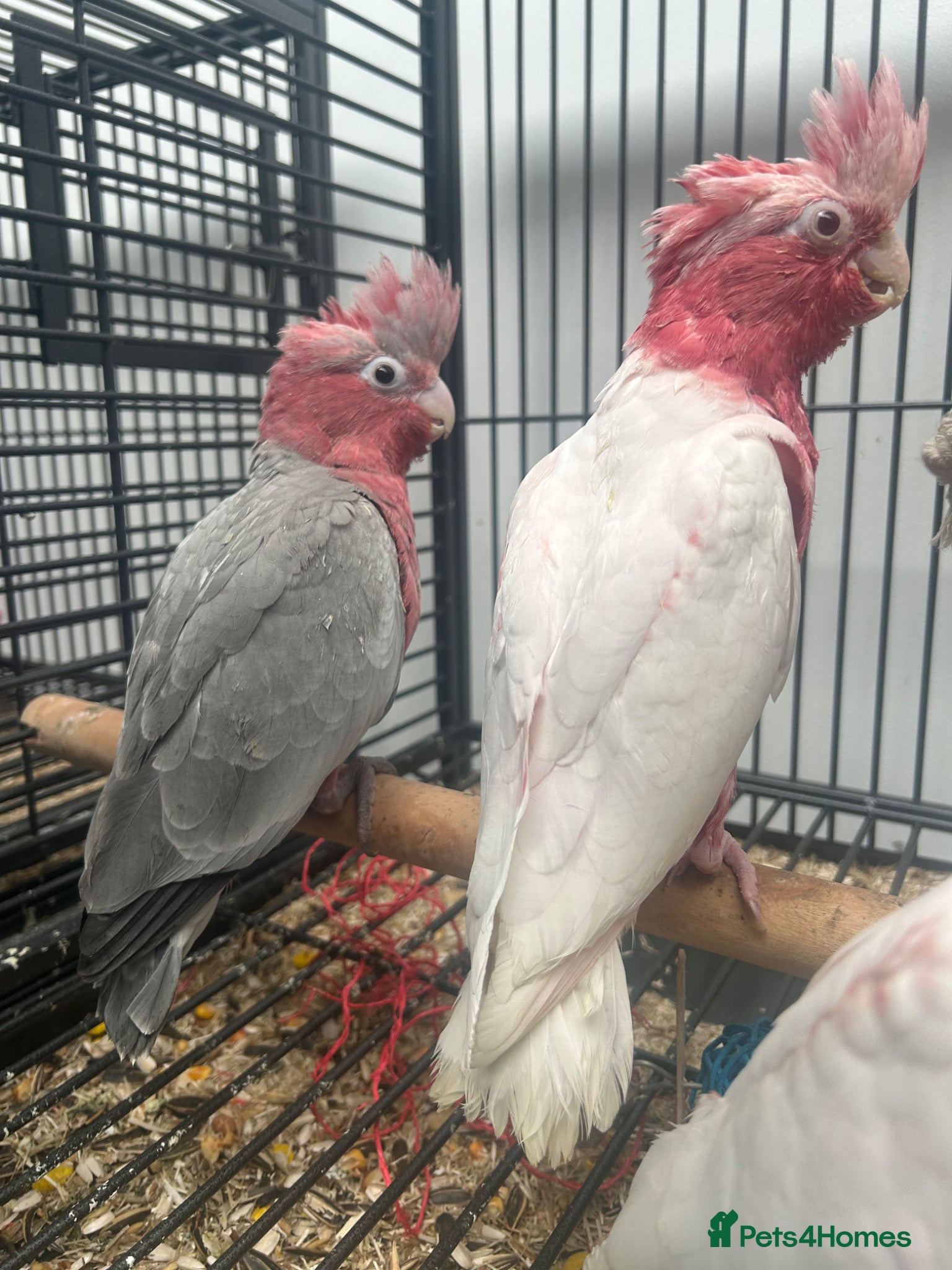 Parrots birds Hand Reared Cuddly Baby Galah Cockatoos  - Advert 2