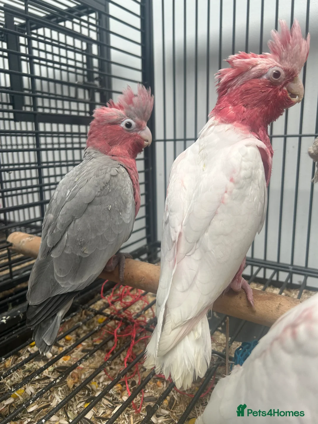 Parrots birds for sale: Hand Reared Cuddly Baby Galah Cockatoos  - Advert 2