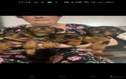Yorkshire Terrier dogs for sale: Yorkshire Terrier puppies one boy and one girl. in Southampton - Image 1