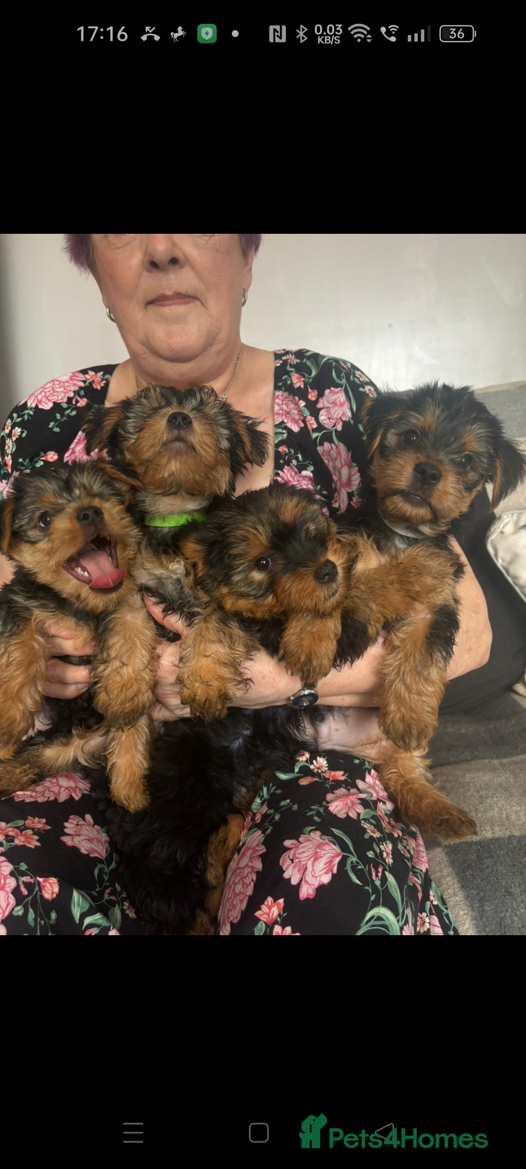 Yorkshire Terrier dogs for sale: Yorkshire Terrier puppies one boy and one girl. in Southampton - Image 1