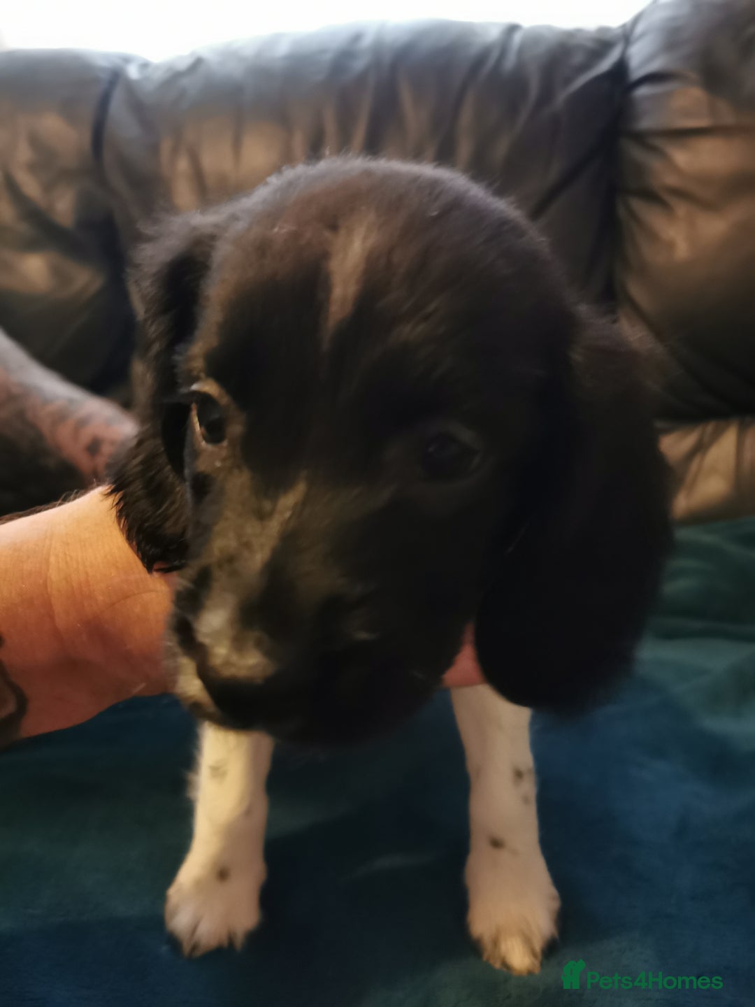 English Springer Spaniel dogs for sale: 9 Beautifully marked English Springer Spaniels  - Image 12